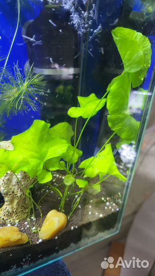 Сом анциструс обыкновенный, платиновые попугаи