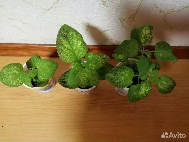 Комнатные цветы