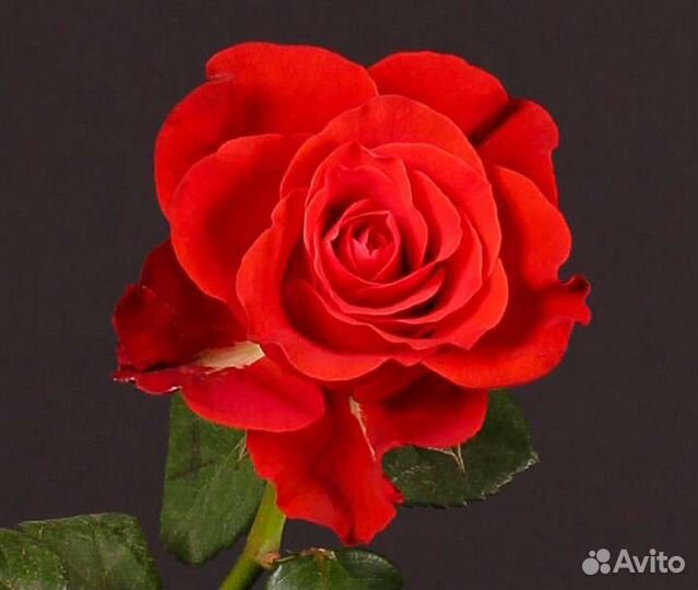 Роза Красная