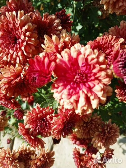 Хризантема корейская