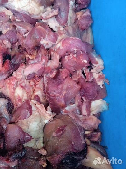 Мясо говядина для собак (обрезь)