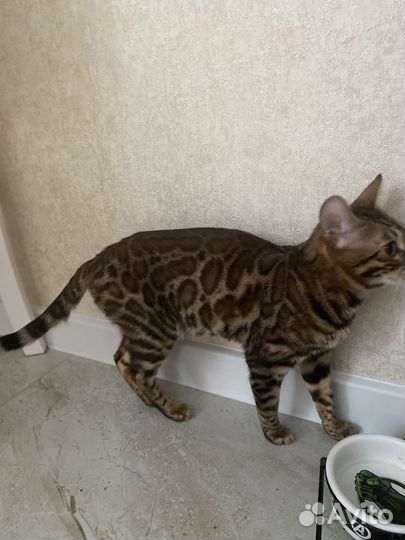 Бенгальская кошка