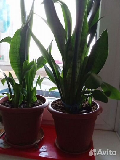 Фиалки, сансевиера, декабрист. Отростки цветов