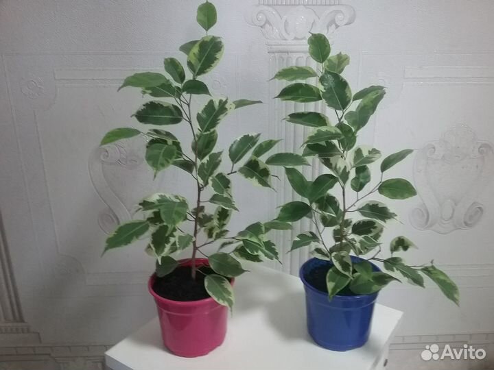 Фикус бенжамино