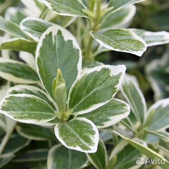 Бересклет японский Альбомаргинатус для сада и дачи