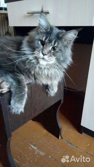 Гостиница для животных. 