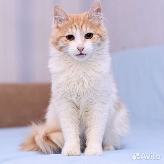 Кошка Катя рыже-белая пушистая в дар