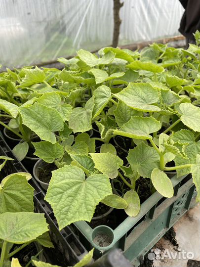 Рассада помидор и огурцов