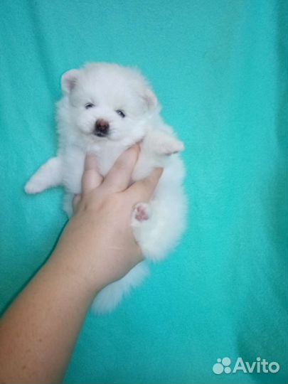 Шпицы белые