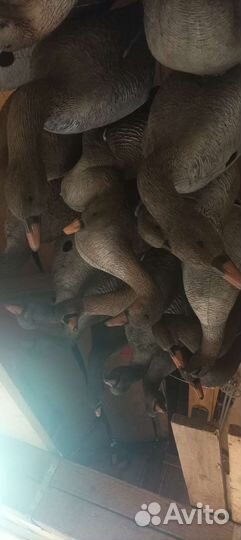 Чучела гуся sport plast