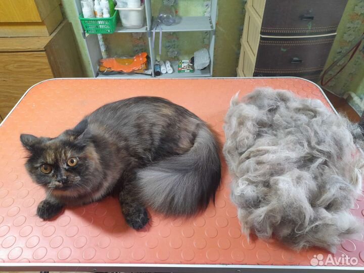 Груминг собак и кошек