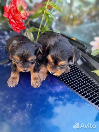 Мальчики йорки