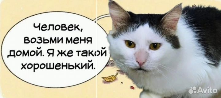 Кошки в добрые руки бесплатно