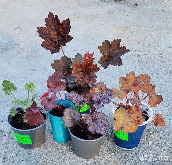 Набор 5 гейхер