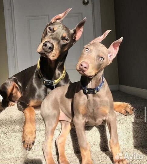 Собаки щенки добермана