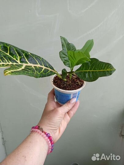 Кодиеум кротон