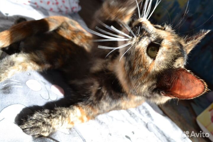 Котёнок ищет дом