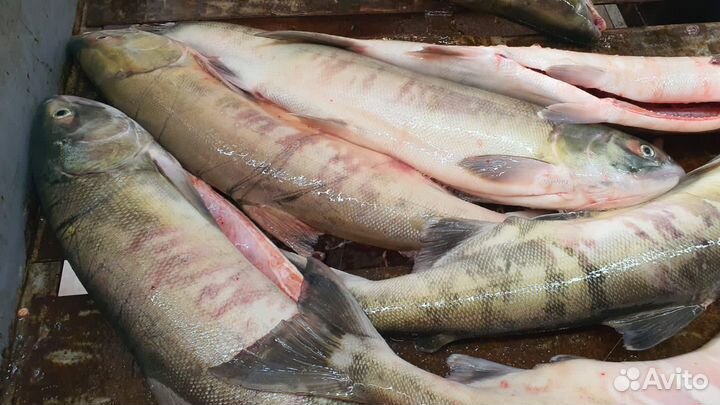 Кета 2023г оптом