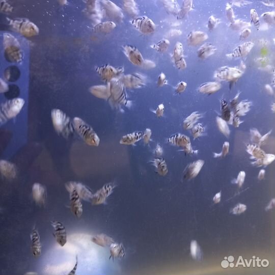 Сапфировые попугайчики, аквариумные рыбки