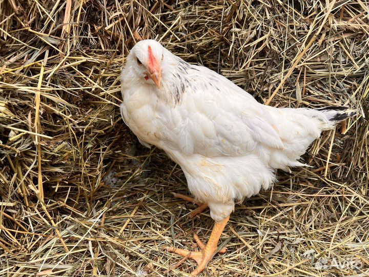 Kуpы молодки