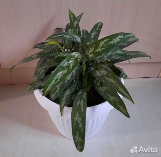 Комнатные растения