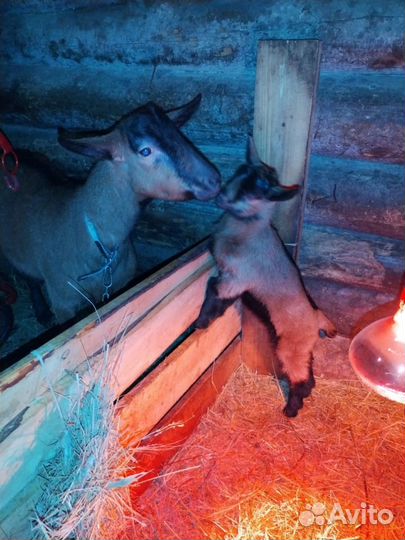 Коза Чешская 100%