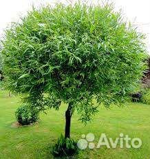 Ива шаровидная