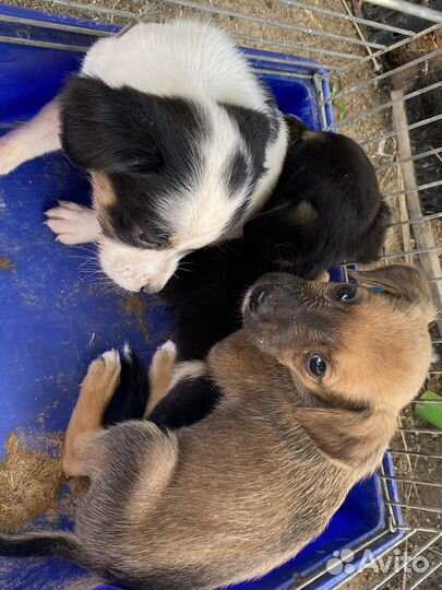 Отдадим щенят (девочки) в добрые руки