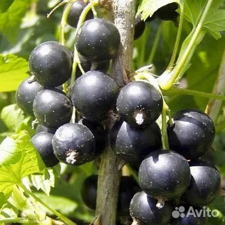 Саженцы черной смородины