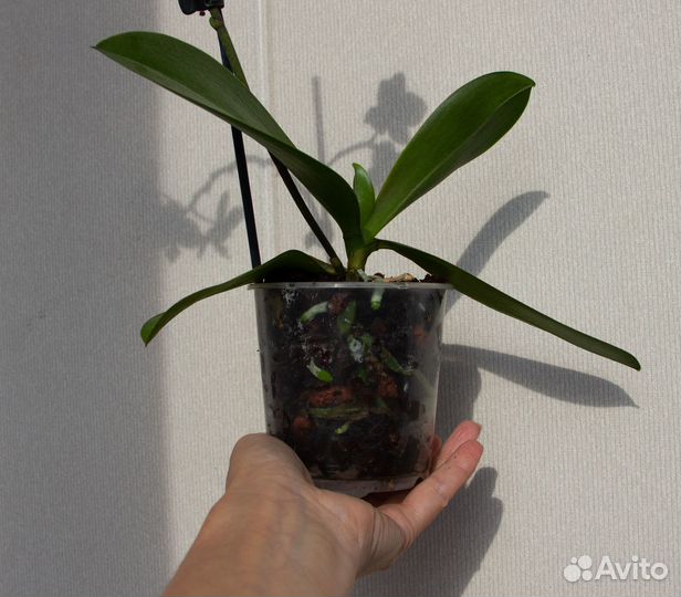 Орхидея фаленопсис