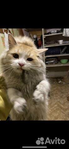 Коты