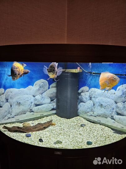 Аквариум
