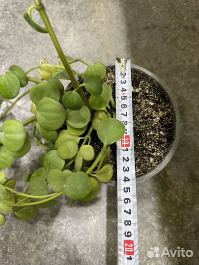 Пеперомия Тетрафилла Хоуп