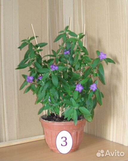 Руэллия сиреневая