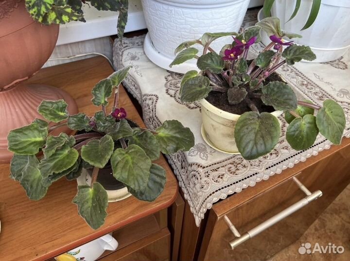 Цветы комнатные отростки