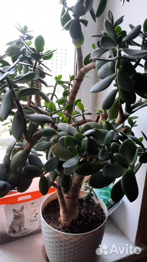 Толстянка (денежное дерево) отростки