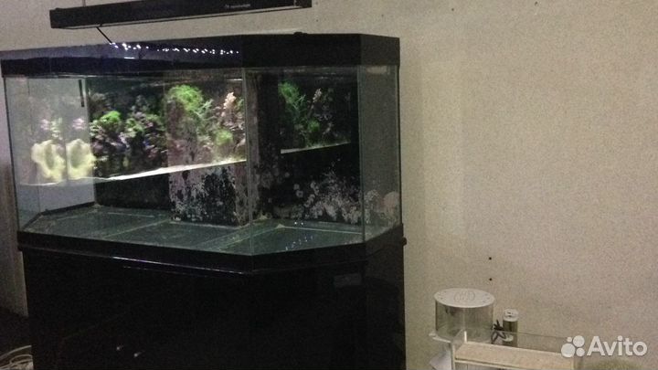 Морской аквариум tridacna 160