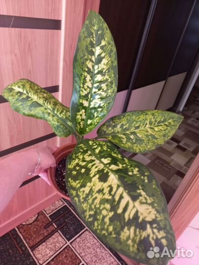 Диффенбахия сегуина