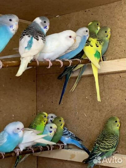 Волнистый попугай