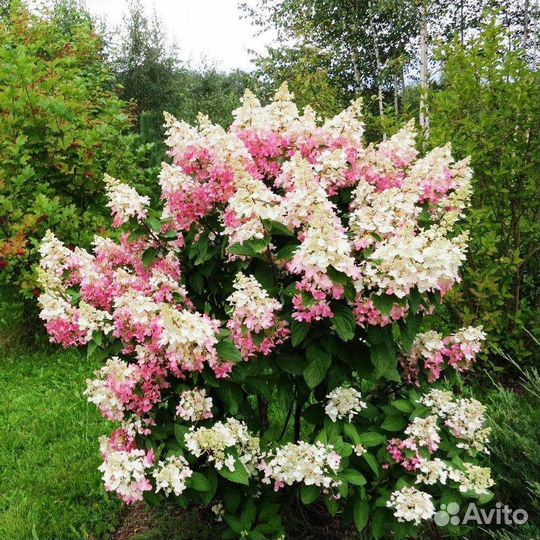 Гортензии метельчатые