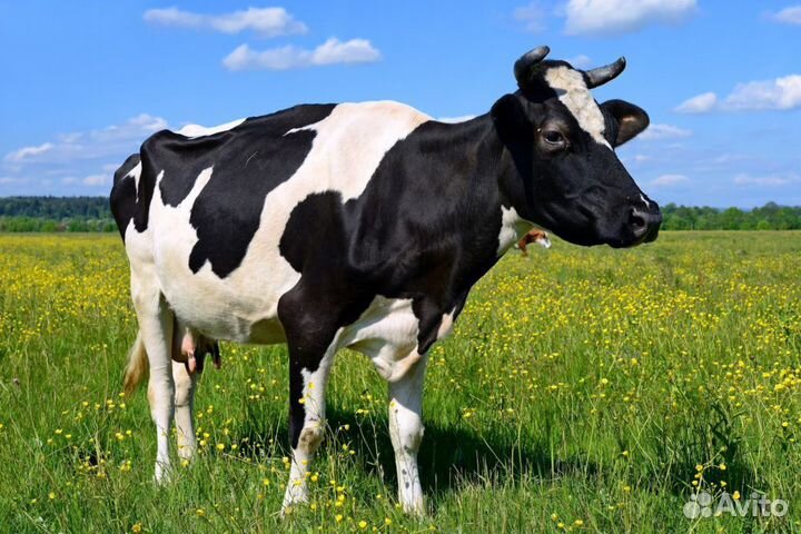 Продам корову