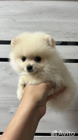 Щенки шпица