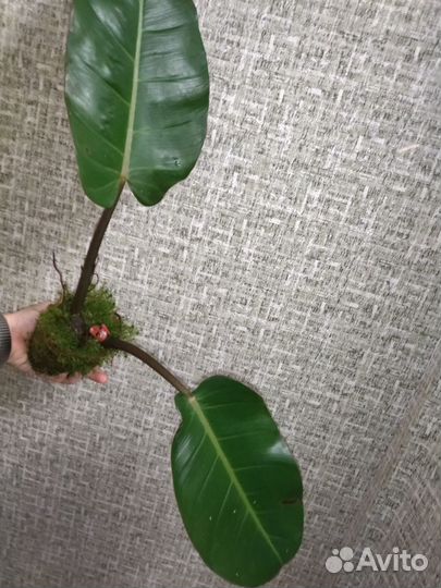 Филодендрон Принц Оранж