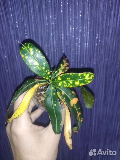 Кротон Ред банана