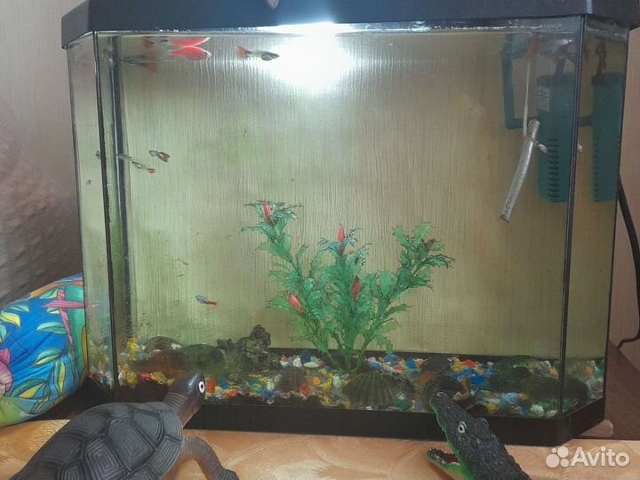 Аквариум с рыбками