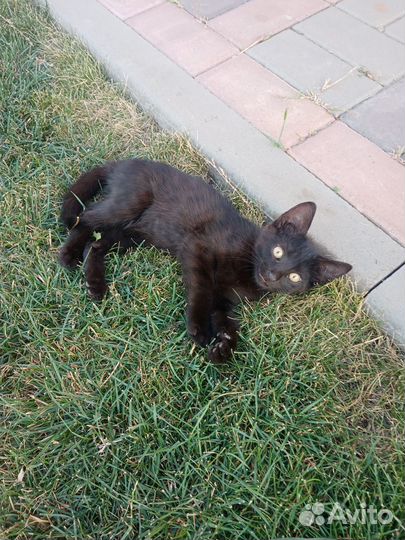 Отдам в добрые руки