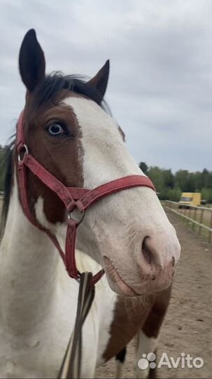 Кобылы, мерена, жеребец и жеребята