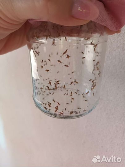 Габробракон(энтомофаг)