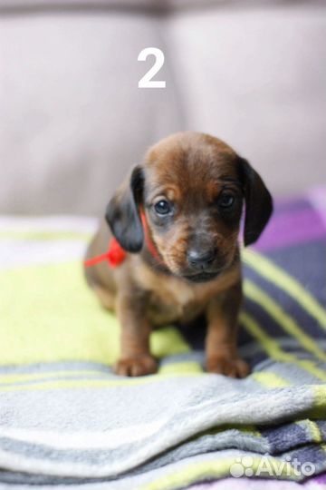 Щенок шоколадной таксы