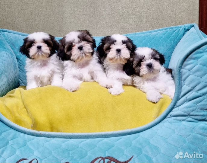 Радость в дом